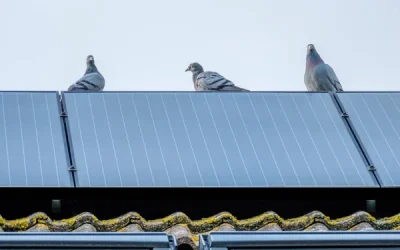 Perché i piccioni amano il tuo tetto e come fermarli (con soluzioni anti piccioni per fotovoltaico)