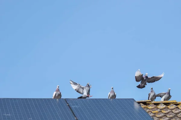 Piccioni nidificano sotto i pannelli solari fotovoltaici Piccioni nidificano sotto i pannelli solari fotovoltaici